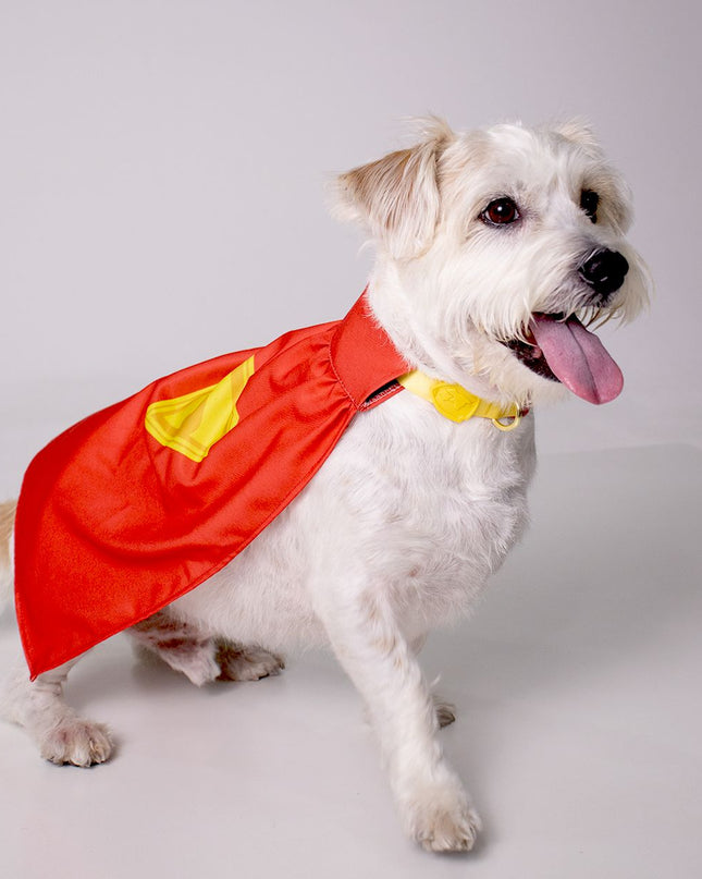 Coleira Krypto - P - Maolee